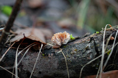 Hypomyces tubariicola