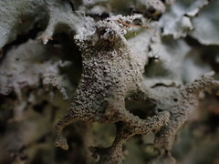 Parmotrema austrocetratum