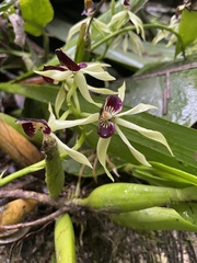 Prosthechea cochleata