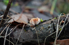 Hypomyces tubariicola