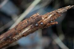 Resupinatus trichotis