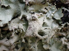 Parmotrema austrocetratum