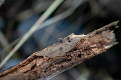 Resupinatus trichotis