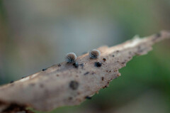 Resupinatus trichotis