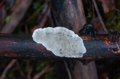 Byssomerulius corium