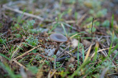 Pseudoclitocybe obbata