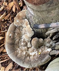 Ganoderma zonatum