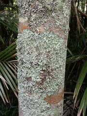 Parmotrema austrocetratum