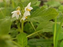 Solanum physalifolium nitidibaccatum