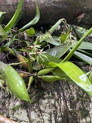 Prosthechea cochleata