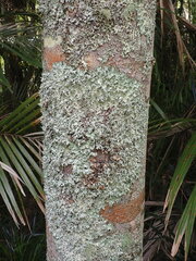 Parmotrema austrocetratum