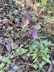 Physostegia purpurea
