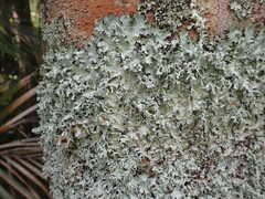 Parmotrema austrocetratum