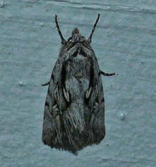 Sympistis chandleri