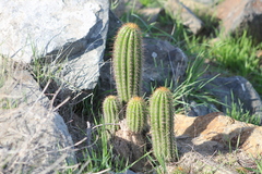 Trichocereus