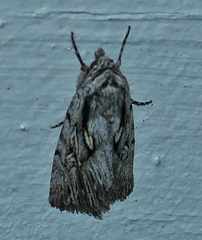 Sympistis chandleri