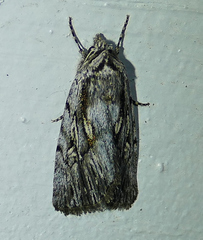 Sympistis chandleri
