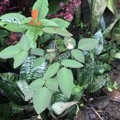 Oxalis barrelieri