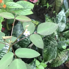 Oxalis barrelieri