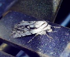 Sympistis chandleri