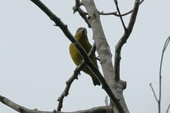 Euphonia