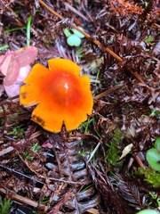 Hygrocybe singeri