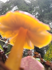 Hygrocybe singeri