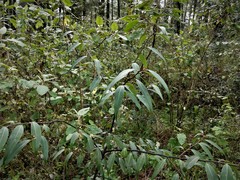 Litsea glaucescens