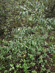 Litsea glaucescens