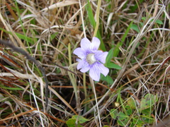 Pinguicula caerulea image
