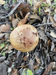Aureoboletus flaviporus