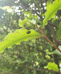 Coccinella leonina