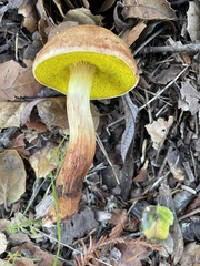 Aureoboletus flaviporus