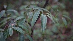 Litsea glaucescens