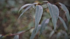 Litsea glaucescens