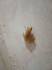 Polypedates leucomystax