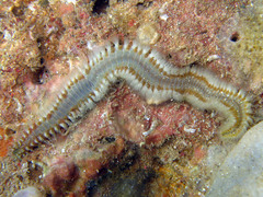 Hermodice carunculata