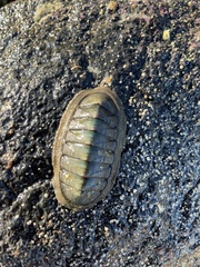 Ischnochiton australis