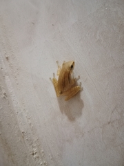 Polypedates leucomystax