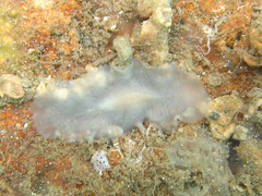 Pericelis hymanae