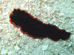 Pseudobiceros gloriosus