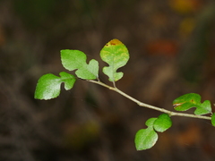 Streblus heterophyllus