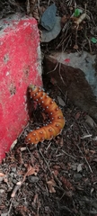 Saturnia pyri