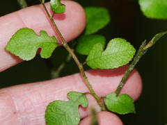 Streblus heterophyllus