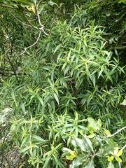Veronica stricta stricta