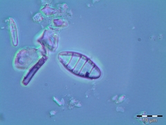 Odontidium mesodon