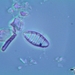 Odontidium mesodon - Photo (c) simomusa,  זכויות יוצרים חלקיות (CC BY-NC)