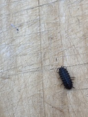 Armadillidium