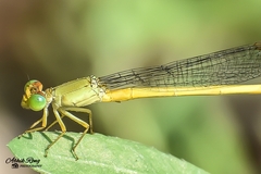 Ceriagrion coromandelianum