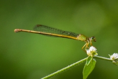 Ceriagrion coromandelianum